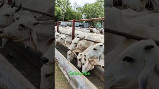 gaushala cow kids playing  #gaushala #cows