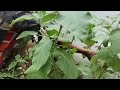 நம்ம தோட்டத்து காய்கறிகள் அறுவடை செய்யலாம் வாங்க vegetables harvesting from home garden farm harvest