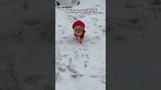 My winter bear enjoying her snow of Jan 2025 using #wagwear shoes to protect her paws! #maltipoo