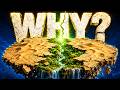 Why the Sahara Wasn't Always a Desert?