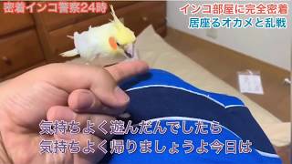 【インコ】インコで警察24時パロ　帰宅拒否編