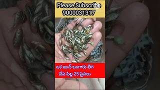 ఒక ఇంచ్ బంగారు తీగ చేప పిల్లా 25 పైసలు 9000031317 #fishseeds #fishfeeding #fishing #viral