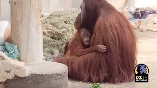 Orangutan father and daughter: Cerah and Berani