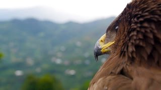 Batumi Raptor Migration-Georgia /Aerials