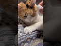 【三毛猫】目ヤニ掃除も得意になってきたミケ