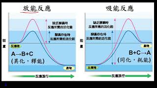 11301選修生物(一)2-1-02酵素的性質與活性(三射)(有字幕)