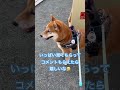 柴犬 お散歩 お正月を満喫した兄妹　 しばいぬ shorts