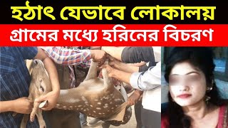 হঠাৎ যেভাবে লোকালয় গ্রামের মধ্যে হরিনের বিচরণ | News Exposure Tv