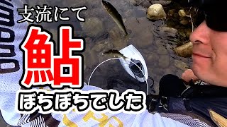 【鮎】魚野川支流をランガンでぼちぼち釣れました。が…撮影トラブル発生。#鮎 #釣り #fishing