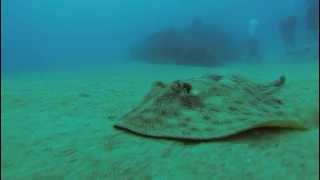 Lesser Electric Ray