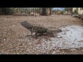 wild desert spiny lizard k.t. accepts a hand