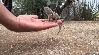 Wild Desert Spiny Lizard 'K.T.' Accepts a Hand