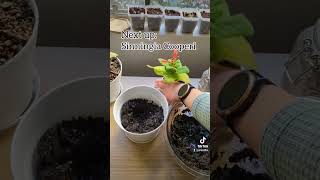 Re-potting Baby Seed-grown Sinningia Plants 🌱 #seeds #indoorgardening #indoorplants