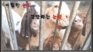 염소 처절한 먹방~애절한 눈빛 갈망하는 눈빛 염소농장 이야기,아기염소,염소목장 Korean countryside story/goat farm,Korean Farm