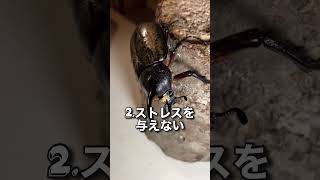 カブトムシが長生きする方法3選