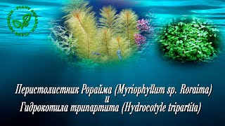 Перистолистник Рорайма (Myriophyllum sp  Roraima) и Гидрокотила трипартита (Hydrocotyle tripartita)