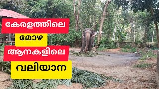 കേരളത്തിലെ ഏറ്റവും ഉയരമുള്ള മോഴ ആന ഗുരുവായൂർ ഗോപാലകൃഷ്ണൻ /guruvayoor balakrishnan