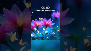 一曲梁祝千古情，化蝶雙飛翩翩舞，恩愛一生永相隨！#純音樂#梁祝#輕音樂