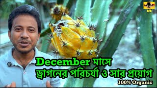 ডিসেম্বর মাসে ড্রাগনের পরিচর্যা বা সার প্রয়োগ | Dragon tree Care or Fertilization in December