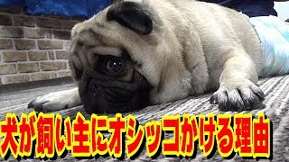 犬が飼い主にオシッコをかける理由が健気すぎる！  飼い犬が飼い主にオシッコをかける決定的瞬間の動画　うちのパグ『おまめ日記』《ブサかわパグ動画》