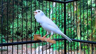 All The Canaries Will Sing Along After Hearing This Canary's Song