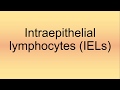 Intraepithelial Lymphocytes (IELs) Pronunciation | How to Say | How to Pronounce