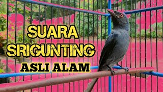 BURUNG SRIGUNTING ABU-ABU (KELABU) GACOR SUARA ASLI LIAR SEPERTI DI HUTAN