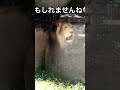 アースくんはビビリかも【ピンクのポリタン🩷】 のんほいパーク アース ライオン 豊橋動物園 浜松市動物園