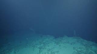 ROV Hercules Dive NA112-H1769-20190731T0753UTC-11