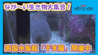 四国水族館で「干支展」開催中