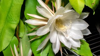 Epiphyllum Oxypetalum time lapse of multiple blooms