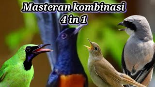 masteran kombinasi 4 in 1 murai batu, cendet, cucak ijo dan Sikatan londo