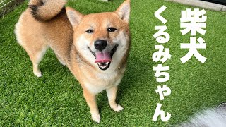 柴犬 くるみちゃん【shiba inu】