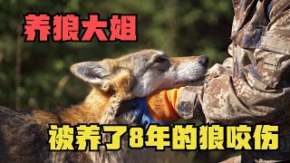 1273养了8年的母狼下狠口，大姐偷崽失败被咬伤，俩月后关系能缓和吗