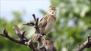 ヒバリのさえずり/Skylark,Alauda arvensis,Song