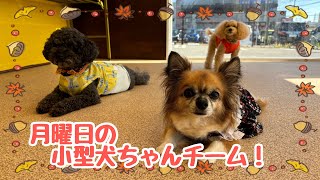 【犬の幼稚園】紫竹山店🎃月曜日の小型犬ちゃんチーム🎃