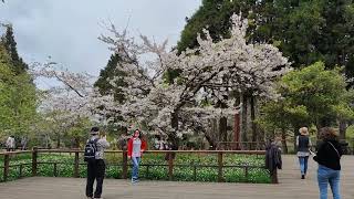 阿里山櫻王 染井吉野櫻