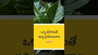 ఒక్క వేపాకుతో ఇన్ని ప్రయోజనాల 😳😳 | #shorts #youtubeshorts #trending #neemleafbenefits