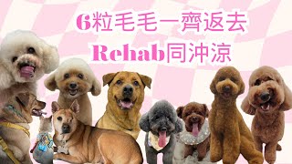 My Furmily EP9｜6粒毛毛一齊返去Rehab同沖涼｜狗狗游水 保健｜寵物美容｜💁🏼‍♀️90後女生與毛孩的日常