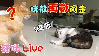 貓咪Live實況#239 咪爺再戰阿金＆黑輪回診實況點眼藥水 20191028 (MiMi醬＆黑妞＆阿金＆歐戀)