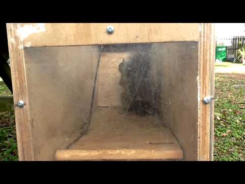Box trap in action Box trap in action