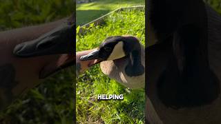 Canada Goose helping in the garden🪿🥚#goose #canadiangoose #Frankthegoose