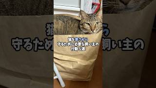 猫を寒さから守るために必要な飼い主の行動5選 #猫 #ねこ #猫のいる暮らし #猫のいる生活 #猫動画 #保護猫 #雑学 #猫好きさんと繋がりたい #猫好き #猫との暮らし VOICEVOX:青山龍星