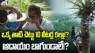 ఒక్క తాటి చెట్టు   10 లీటర్ల కల్లు  | ABN Agri Channel - ABN Agri