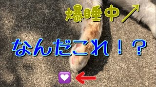 いびきをかきながら寝てる野良猫を撮ってたら衝撃の物が落ちてた…【猫動画】