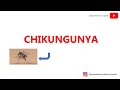 Chikungunya - Tudo o que você precisa saber!