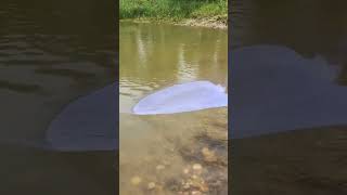 Wow magnet fishing nets around the  river,unbelieve got a lot of fish  82