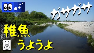 【水辺潜入】河原の中を流れる小川で稚魚がうようよ