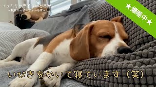 【かわいい犬のビーグル】人間のように大きないびきをかいて寝るワンちゃん♪【親友犬のビーグル】 beagle dog everyday ペットのいる暮らし ファミリーライフ -family life-