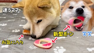 柴犬最強ママ迷う...遊ぶか寝るか迷った挙句に決めたのはやっぱりアレでした(笑)